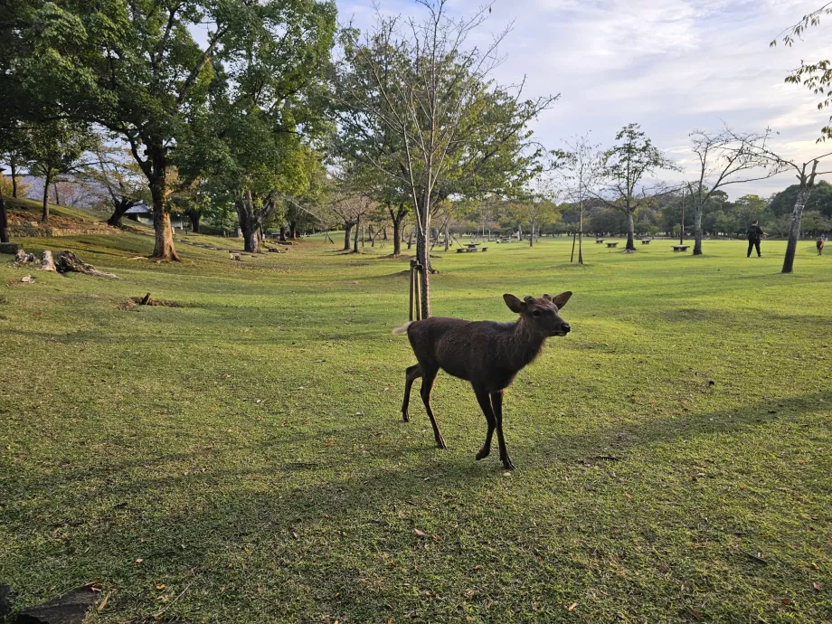 Parco di Nara