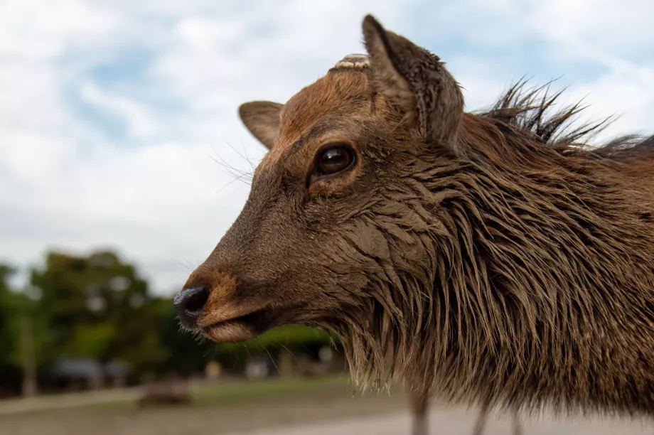 Parco di Nara