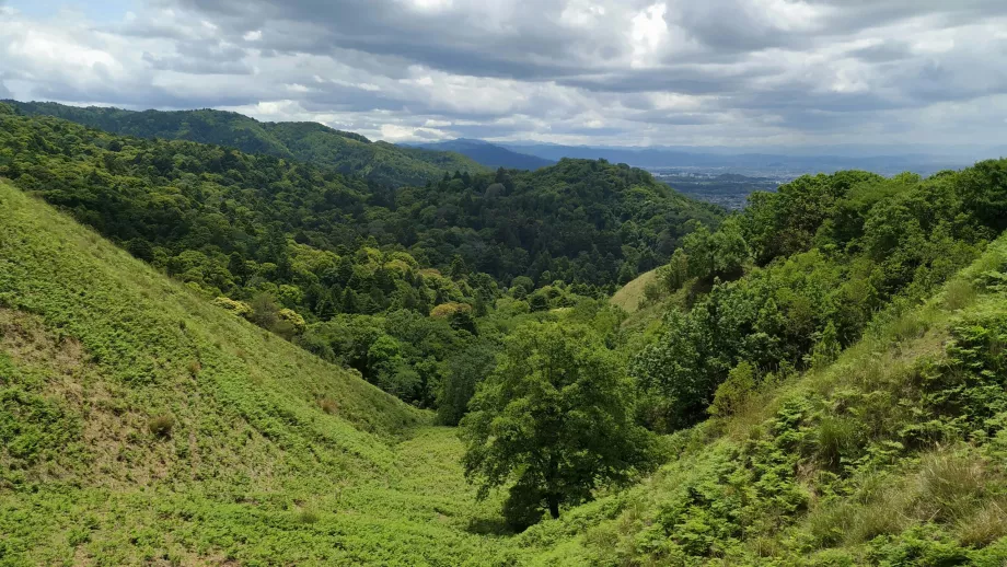 Foreste intorno a Nara