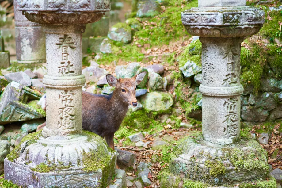 Kasuga Taisha