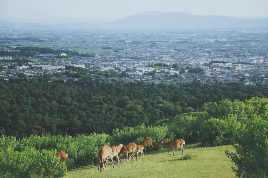 Vista dal Parco di Nara