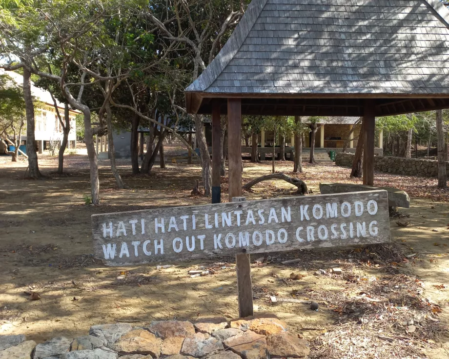 Attenzione, Varanus Isole di Komodo, Indonesia