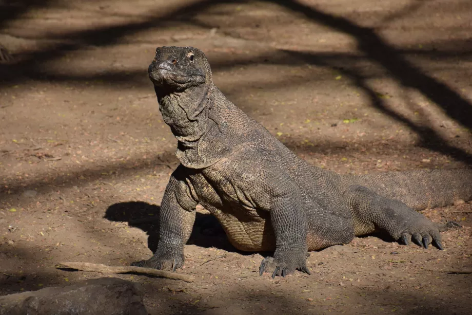 Isola di Komodo, Isole di Komodo, Indonesia