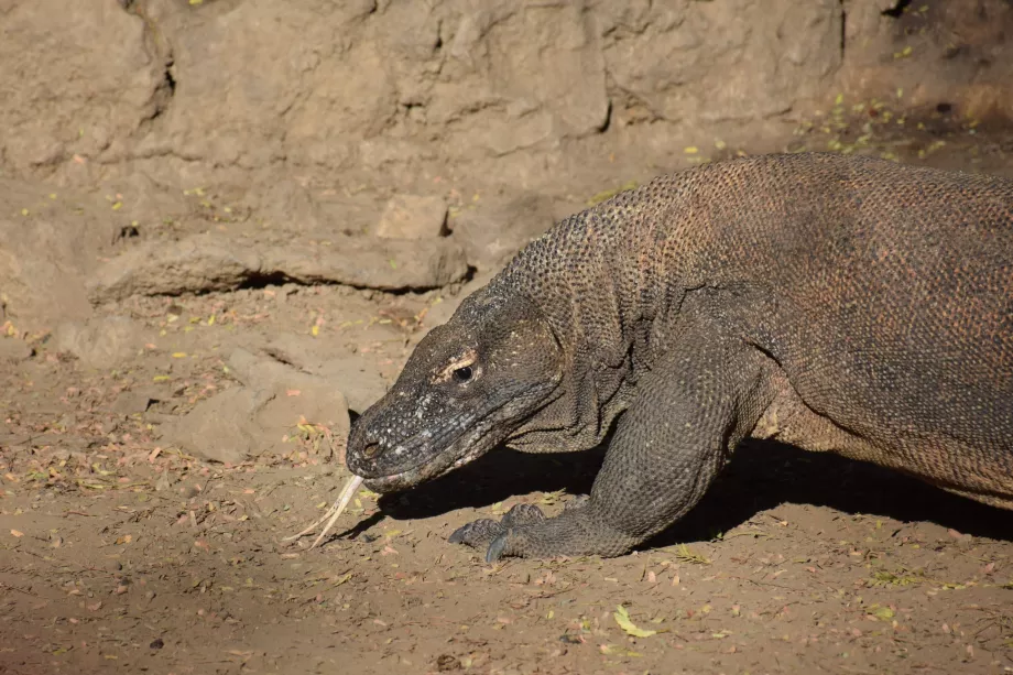 Drago di Komodo, Isole Komodo, Indonesia