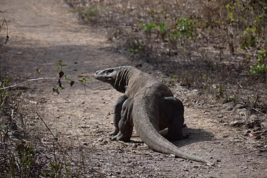 Varan komodo, Isole Komodo, Indonesia