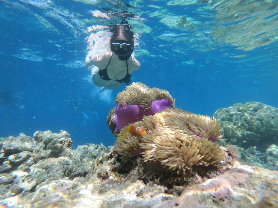 Punta Manjerite, Isole Komodo, Indonesia