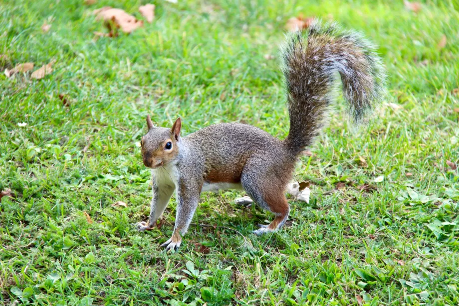 Scoiattolo Hyde Park