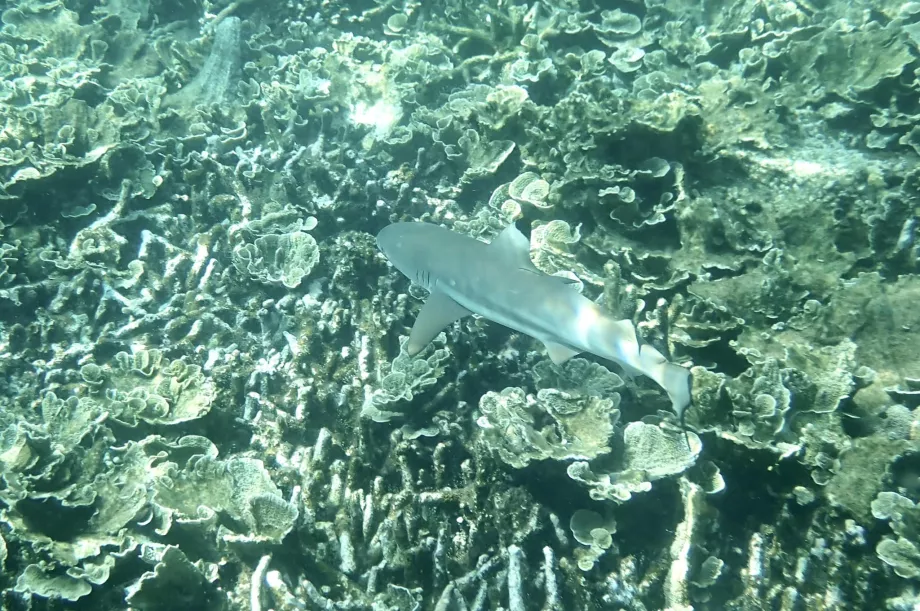 Snorkelling on Tioman and a shark