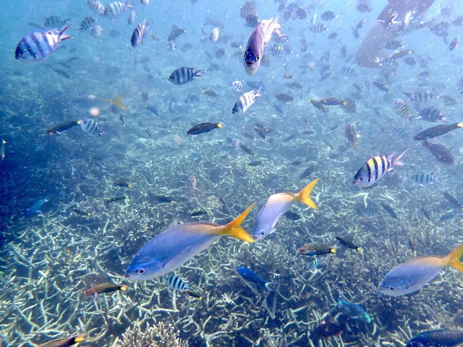 Snorkelling on Tioman and fish