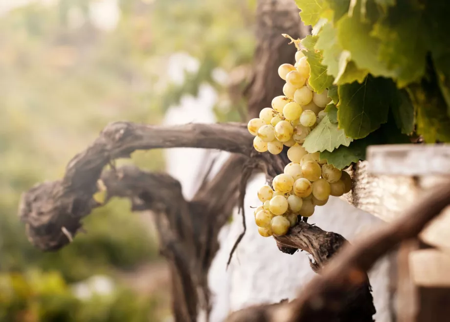 Museo del Vino di Santorini